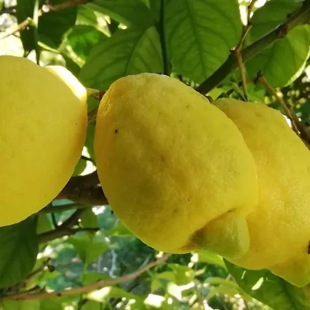 Апартаменты 28 M2 Au Calme A *